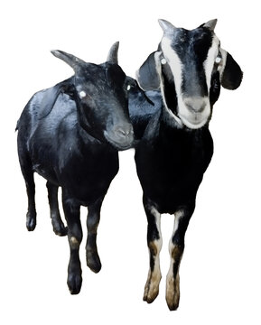 Two black and white goats standing side by side in natural pose for farm or wildlife imagery.
