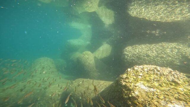 堤防の浅瀬を泳ぐアジの群れ
