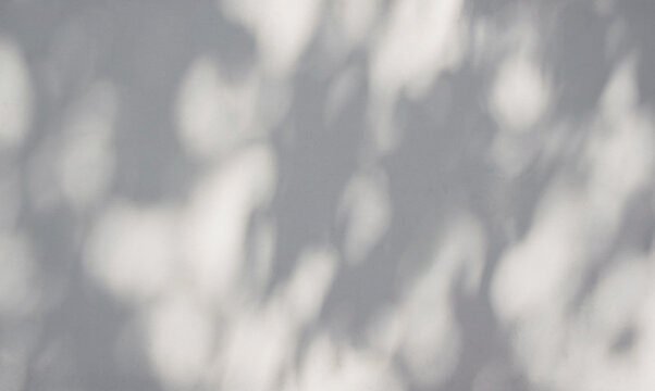 Tree leaves shadow overlay effect on white plaster wall background. Natural sunlight dappled lighting on concrete surface backdrop.