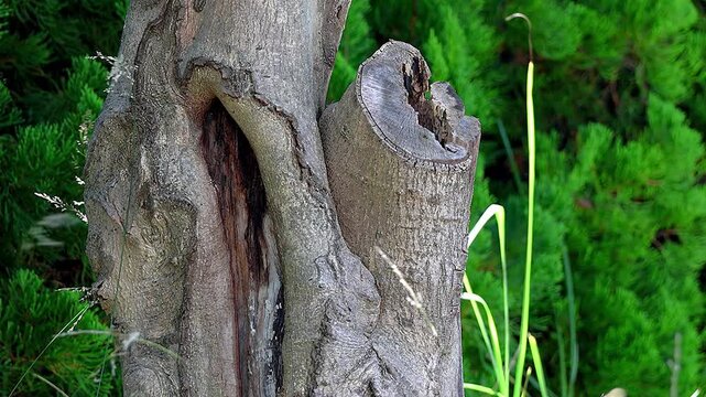 Unique Tree Trunk Texture and Blending Weeds Background Color Beauty,4K