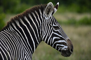 zebra close up © Melia