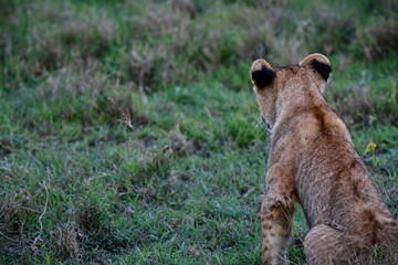 Lion Cub © Melia