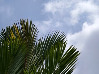 Green palm tree leaves stretching towards a bright blue sky filled with soft white clouds on a sunny day.  © dedinature 