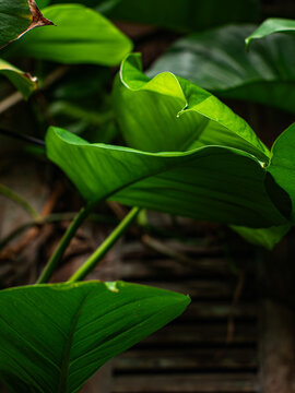 Curled Fresh Green Leaves with Natural Light and Shadow, Tropical Plant Close Up Nature Background