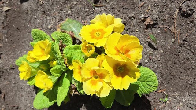 Yellow primrose flowers blooming on spring flowerbed in sunny garden top view. Blooming primula closeup