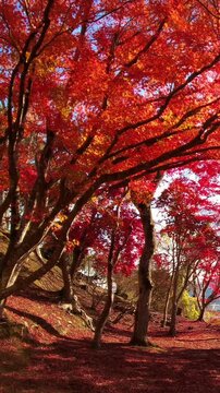 【縦動画】落ち葉でいっぱいの公園の赤く紅葉した木々 4K  広島 尾関山公園の秋風景