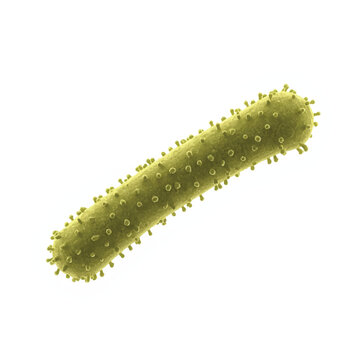 Bacillus subtilis bacterium a detailed rod shaped microorganism is realistically rendered on a white background