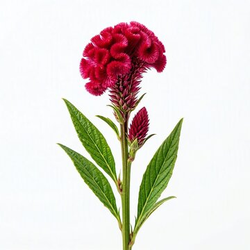 red poppy flower isolated