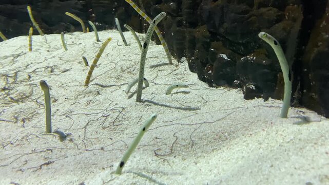 Spotted garden eels peeking out from white sand on the ocean floor near dark coral rocks, swaying in the underwater current.