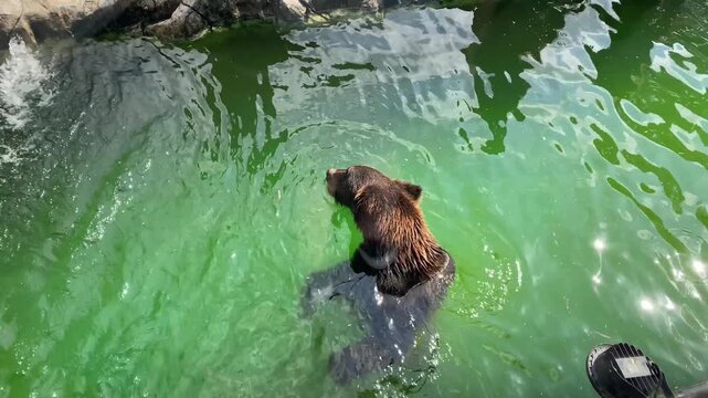 High angle view of a brown bear swimming in green pond water, catching and eating pieces of apples falling from above on a sunny day.