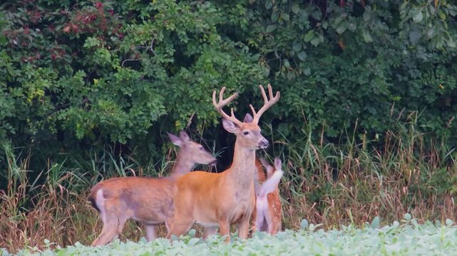 Large whitetail buck with velvet antlers walking into woods