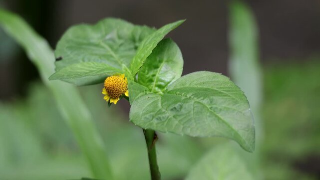 Macro Shot of Small Yellow Spilanthes Acmella Flower and Leaves - Toothache Plant, Nature and Herbal Medicine Concept