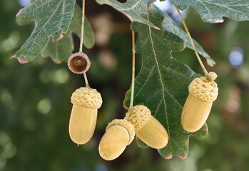 Acorns on a tree in autumn, close-up, macro © Sunday