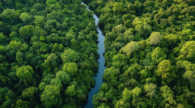 Aerial view of a dense green forest bisected by a narrow winding river, lush canopy and tranquil natural scene