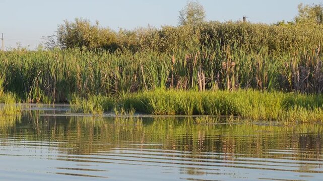 A smooth tracking shot of a green riverbank with a 3D depth effect showing typha reeds and sedge grass, concept of natural waterfront landscape design, riparian botany and river ecosystem beauty