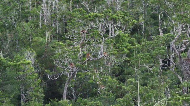 A troop of wild proboscis monkeys (Nasalis larvatus) rests in the treetops, utilizing the forest canopy as a natural resting place.