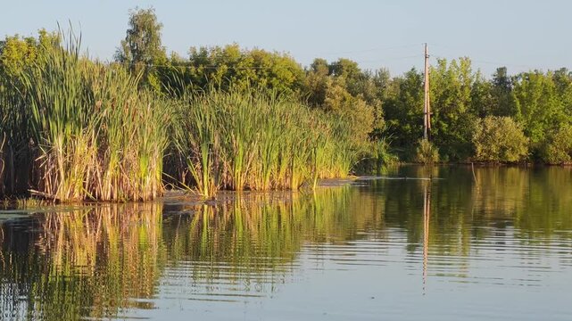 A smooth tracking shot of wild eurasian coots swimming and disappearing in dense green typha reeds on a lake, concept of avian habitat selection, seeking shelter behavior and wetland ecosystem