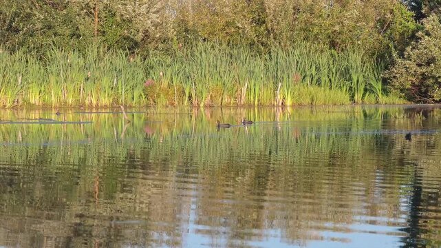 A wild eurasian coot approaching on a lake then swimming back and stepping out of water onto a green riverbank near typha reeds, concept of avian habitat selection and natural wildlife behavior