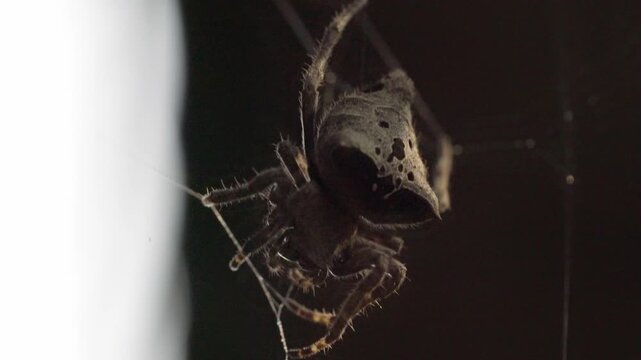 Macro shot of a spider suspended on its web against a dark background in natural light