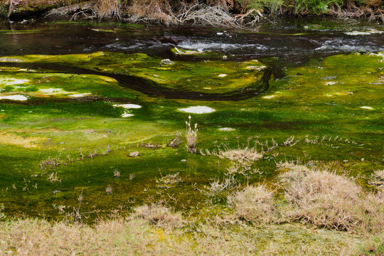 Hot water creek in Waimangu Volcanic Valley - Rotorua, New Zealand