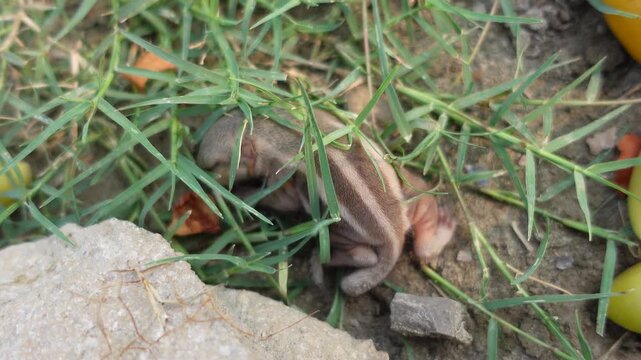 Beautiful baby squirrel 4k video