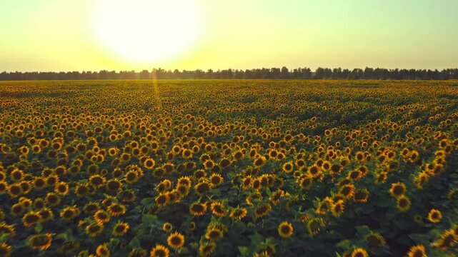 Aerial Cinematic clip: Drone flying over a sunflowers field during sunset. Drone flies over agriculture sunflowers field . Beautiful summer landscape of a sunflowers field. Blooming sunflowers.