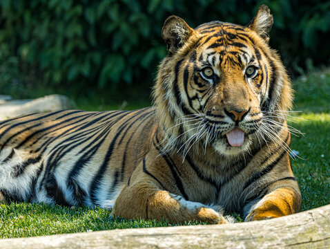 Derni&egrave;re sous-esp&egrave;ce de tigre vivant sur l&rsquo;&icirc;le de Sumatra, le tigre de Sumatra se distingue par sa silhouette plus compacte et son magnifique pelage ray&eacute;. Cet album photo r&eacute;alis&eacute; au Zoo de Champr&eacute;pus 