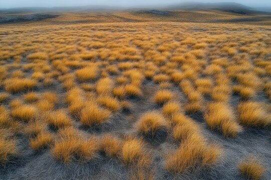 Golden tussock grass clumps across windswept dark plain with rolling misty hills at dawn, tranquil and melancholic atmosphere