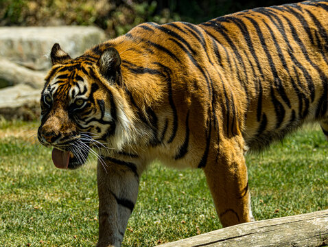 Derni&egrave;re sous-esp&egrave;ce de tigre vivant sur l&rsquo;&icirc;le de Sumatra, le tigre de Sumatra se distingue par sa silhouette plus compacte et son magnifique pelage ray&eacute;. Cet album photo r&eacute;alis&eacute; au Zoo de Champr&eacute;pus 