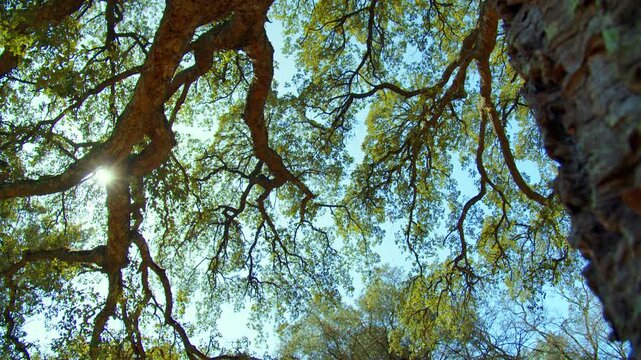 SLOW MOTION: A big beautiful tree with a long branches. Sunlight shines through the branches of tree against blue sky. Beautiful wild nature. Low angle view to the tree trunk with textured bark.