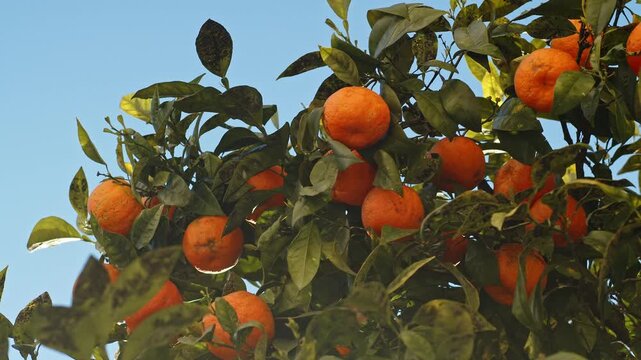 An orange tree dotted with ripe oranges against a blue sky. Panning branches with oranges on a bright sunny day against blue sky. Slow motion shot of a fruit citrus tree on a summer day. Healthy food