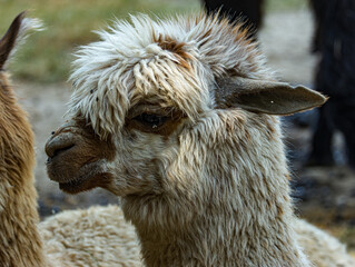 Alpaca (Vicugna pacos) standing in a grassy enclosure, showcasing its soft woolly coat, long neck, and distinctive facial features. This domesticated South American camelid is known for its fine fleec © Ludovic