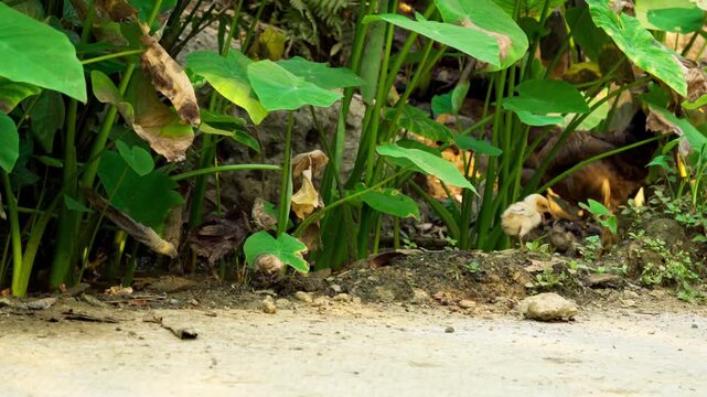Small fluffy chicks walking on soil and green arum leaves in Pu Luong Vietnam
