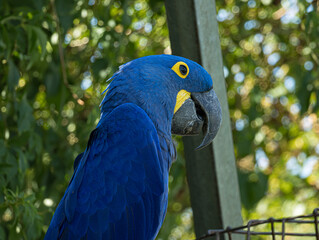 Hyacinth macaw (Anodorhynchus hyacinthinus) perched at a zoo in France. Portrait of this magnificent South American parrot displaying its intense cobalt-blue plumage, large curved black beak © Ludovic