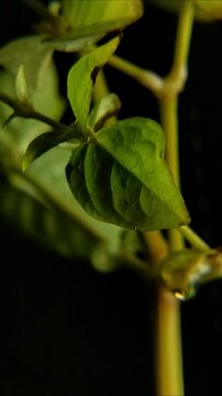 rain drops covering a wavy dark green veined leaf Vertical Video 24fps