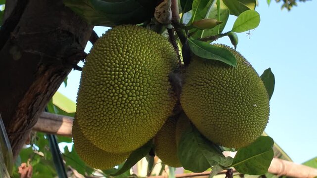 tropical jackfruit on a tree. close-up jackfruit in the garden 
