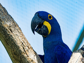 Hyacinth macaw (Anodorhynchus hyacinthinus) perched at a zoo in France. Portrait of this magnificent South American parrot displaying its intense cobalt-blue plumage, large curved black beak © Ludovic