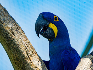 Hyacinth macaw (Anodorhynchus hyacinthinus) perched at a zoo in France. Portrait of this magnificent South American parrot displaying its intense cobalt-blue plumage, large curved black beak © Ludovic