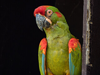 Ara militaire au plumage vert perché sur une branche © Ludovic