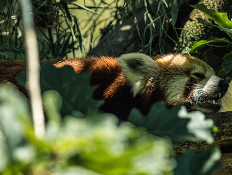 Red panda (Ailurus fulgens) resting on a branch at a zoo in France. Portrait of this distinctive Asian mammal, highlighting its reddish-brown fur, white facial markings, bushy ringed tail