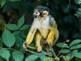 Common squirrel monkey (Saimiri sciureus) sitting in a zoo enclosure, a small South American primate with distinctive white facial markings, short golden-brown fur, and a long tail. This highly active © Ludovic