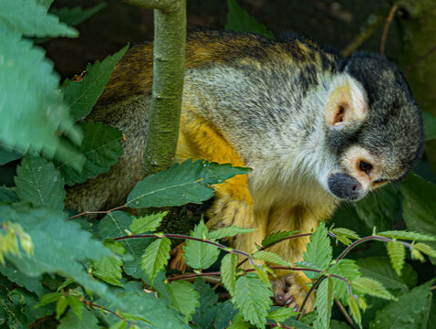 Common squirrel monkey (Saimiri sciureus) sitting in a zoo enclosure, a small South American primate with distinctive white facial markings, short golden-brown fur, and a long tail. This highly active
