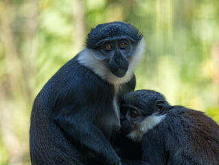 L'Hoest's monkey (Allochrocebus lhoesti) with distinctive white beard and dark fur, resting in the dense montane forests of Central Africa, realistic L'Hoest's monkey, Allochrocebus lhoesti, mportrait © Ludovic
