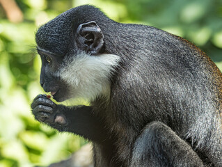 L'Hoest's monkey (Allochrocebus lhoesti) with distinctive white beard and dark fur, resting in the dense montane forests of Central Africa, realistic L'Hoest's monkey, Allochrocebus lhoesti, mportrait © Ludovic