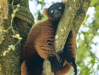 Fototapeta premium Red ruffed lemur (Varecia rubra) sitting in a zoo enclosure, a striking primate native to the rainforests of northeastern Madagascar. This endangered species is recognized by its dense reddish-brown