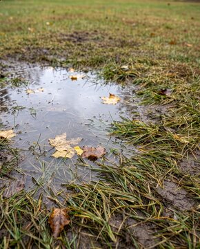 A puddle on a waterlogged autumn lawn with fallen maple leaves floating on the surface, muddy flooded grass after heavy rain, concept of poor drainage and waterlogging problems in the garden.
