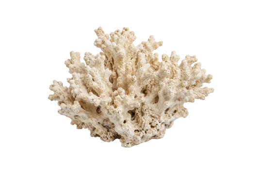 Branching bleached coral skeleton specimen isolated on a white background, featuring intricate porous calcium carbonate structure and natural marine reef formation.