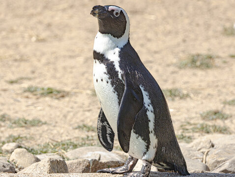 African penguin (Spheniscus demersus) at Champr&eacute;pus Zoo in Normandy, France. Portrait of this distinctive seabird showing its black and white plumage, characteristic markings and elegant posture. Wild