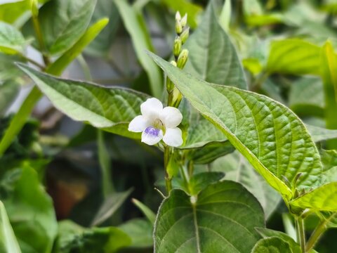 A tiny wild flower blooms elegantly in pure white with a charming touch of purple pattern at its center, surrounded by lush, vibrant green foliage. The natural lighting highlights the detailed leaf te