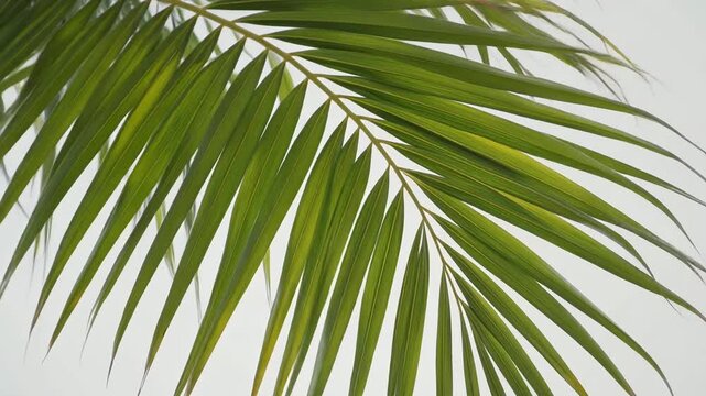 南国を思わせるヤシの葉